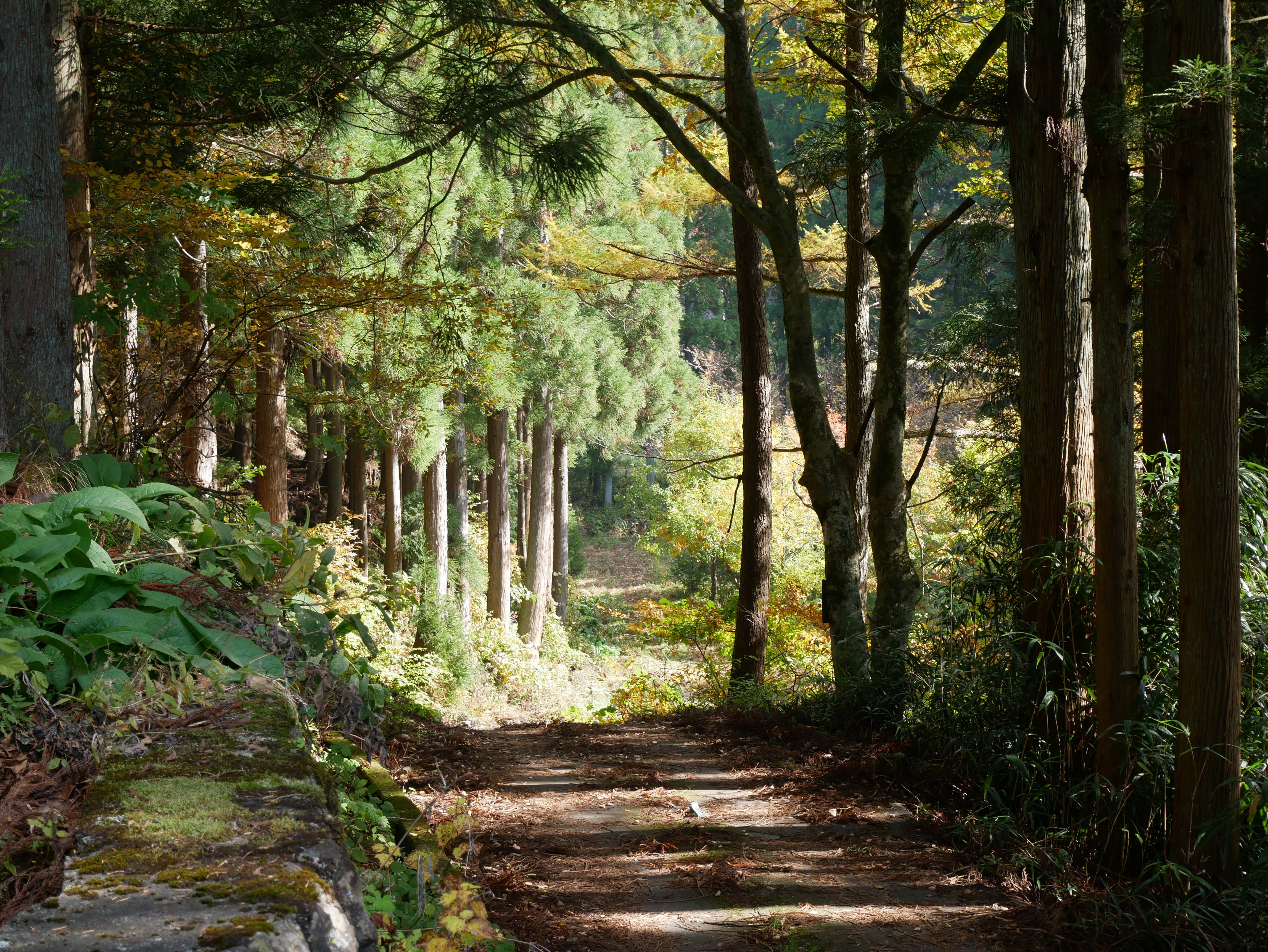 Jungle with trees