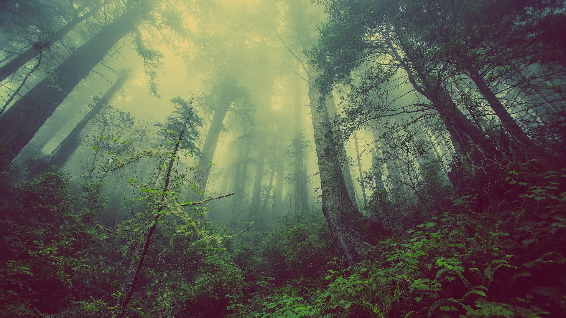 Green foggy forest image